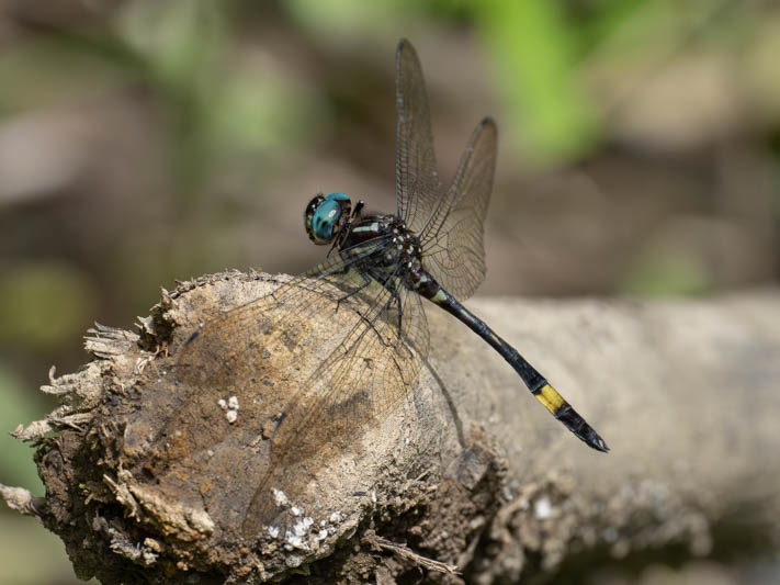 Brechmorhoga rapax (Amber-banded Clubskimmer)-6.jpg